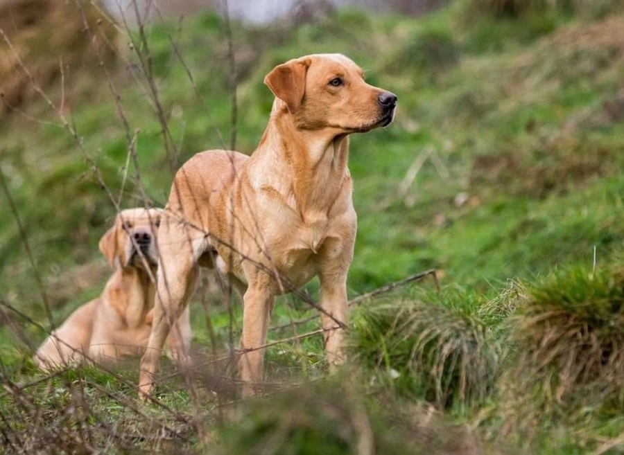 Labrador-vom-Hoebersbach-wurf-H-deckruede-Griffin-vom-stueckstein-1-min