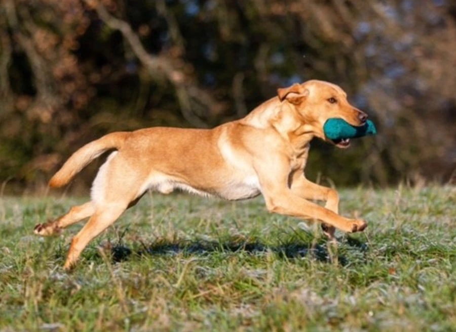 Labrador-vom-Hoebersbach-wurf-H-deckruede-Griffin-vom-stueckstein-2-min