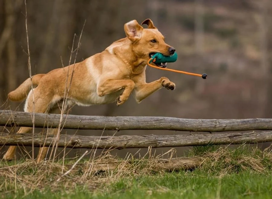 Labrador-vom-Hoebersbach-wurf-H-deckruede-Griffin-vom-stueckstein-4-min